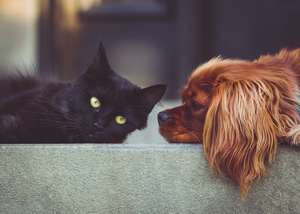 Cane e gatto amici