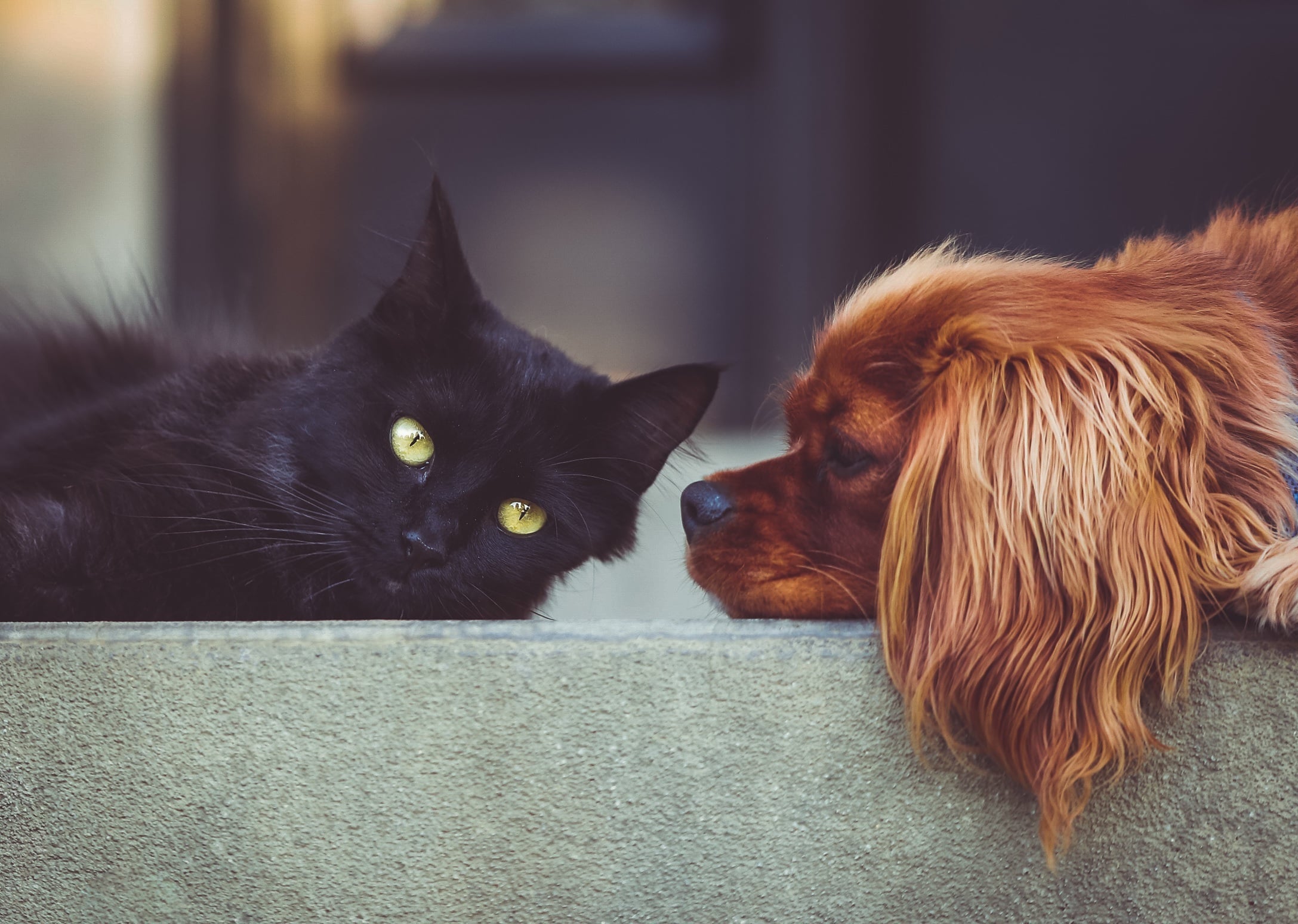 Cane e gatto amici